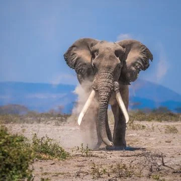 Old elephant Stock Photos