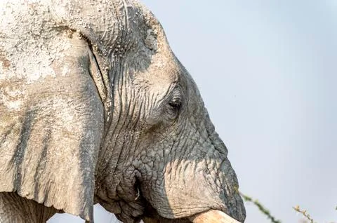 Old elephant Stock Photos