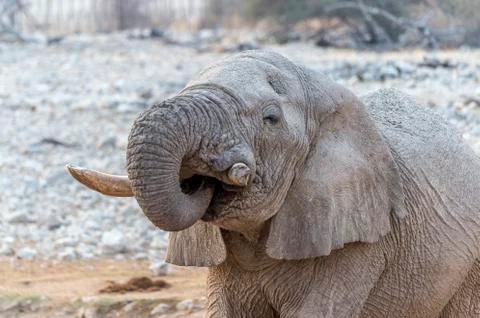 Old elephant Stock Photos