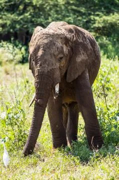 An old elephant in the savannah Stock Photos