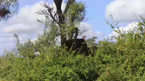 OLD ELEPHANT SCRATCHING ITSELF ON A BIG TREE. Stock Footage 314973060