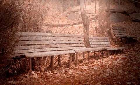 Old empty benches in the autumn forest Stock Photos