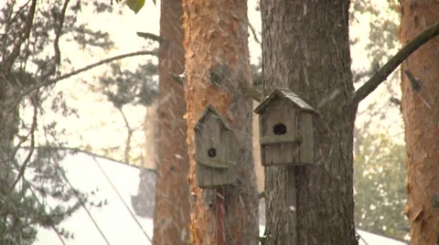 Old Empty Bird Houses. Wind With Snow. Autumn Stock Footage 67515525