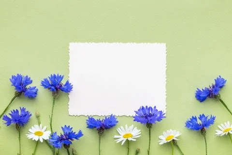 Old empty photo for the inside and frame of summer blue cornflowers and daisy Stock Photos