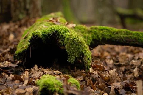 Old empty tree stump overgrown with succulent moss Stock Photos