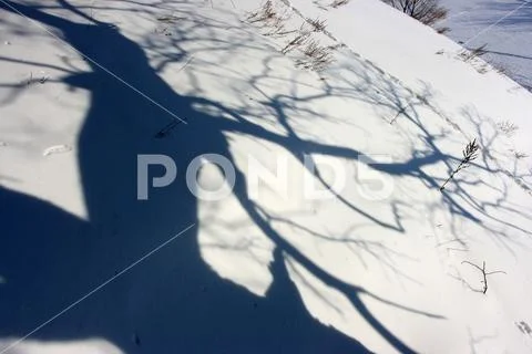 Old English oak (Quercus robur) tree shadow on the fresh snow on the slope Stock Photos