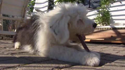 Foto De Stock Old English Sheepdog, Royalty-Free