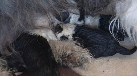 Newborn Old English Sheepdog Stock Photo - Image of hands, infant: 21647180