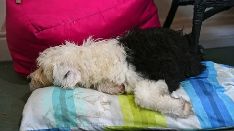 Old English Sheepdog Stock Photo, Royalty-Free