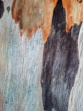 Old eucalyptus bark showcasing a unique texture and color patterns in natur.. Fotos Stock