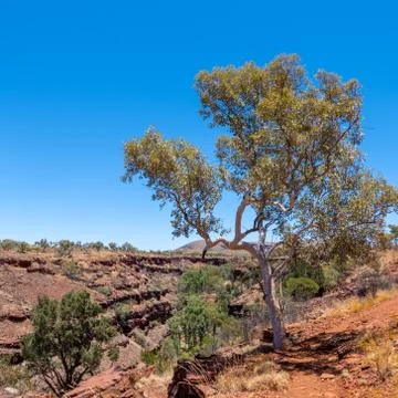 Old eucalyptus tree at the edge of Dales Gorge Karijini National Park Stock Photos