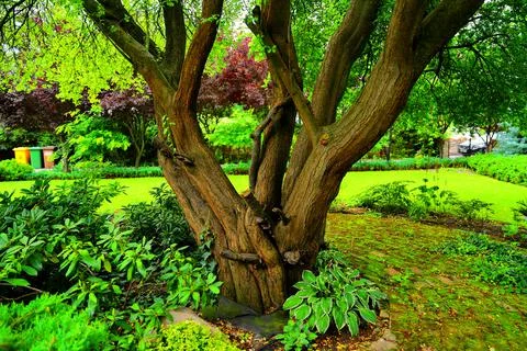 Old exotic tree in the backyard botanical garden Stock Photos