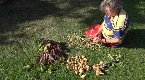 Old experienced garden worker sit on grass and process fresh onion heads. 4K Stock Footage 62351950