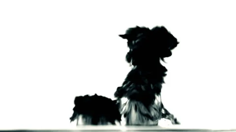 Old explotion of black ink on white background Stock Footage 63252453