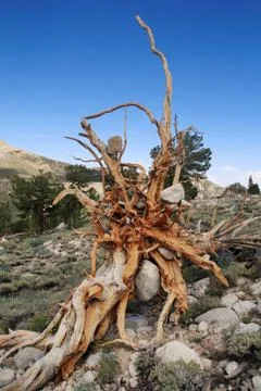 Old exposed roots Stock Photos