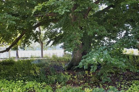 An old Fagus sylvatica Stock Photos