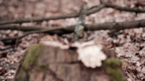 Old falled tree in the forest, change focus Video stock 23684019
