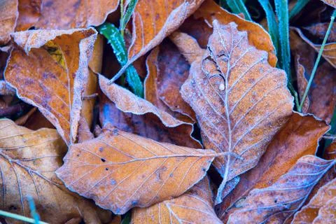 Old fallen beech leafage in blue hoarfrost Stock Photos