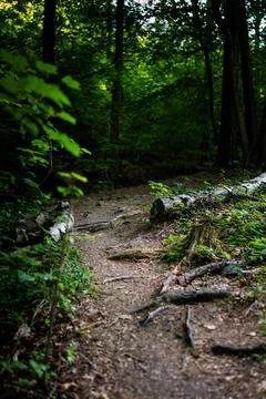 Old fallen birch trunk lying across a sandy path in a deep forest Stockfoto's