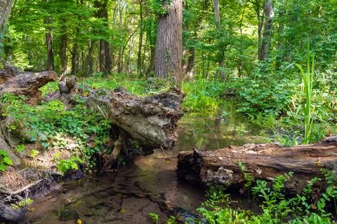 An old fallen broken tree near a water stream in a dense impenetrable green j Stock Photos