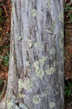 Old fallen dead tree closeup Stock Photos