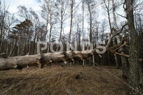 Old fallen decayed dry tree in the forest with birch trees in the background - Stock Photos