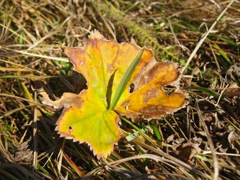 Old fallen leaf on the ground and new grass Stock Photos