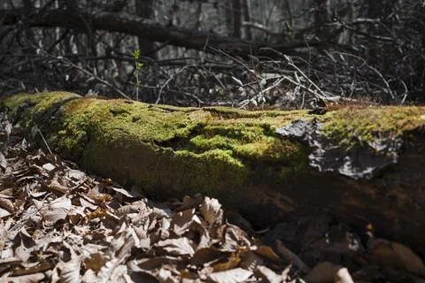 Old fallen mossy tree in a forest Stock Photos