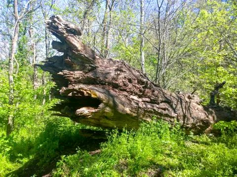 Old fallen oak Stock Photos