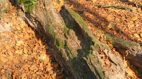 Old fallen rotten tree on a background of red foliage Stock Photos