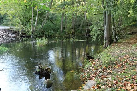 An old fallen tree across a small quiet stream in the forest Foto stock