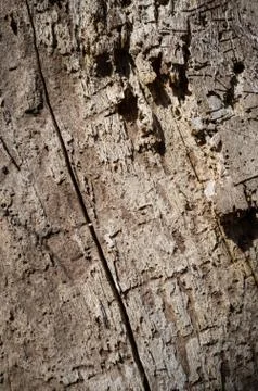 Old Fallen Tree Cambium Texture Detail Stock Photos