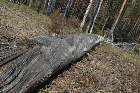 Old fallen tree. Dead tree in the forest. Forest cleaning. Hurricane. Horizon Foto stock