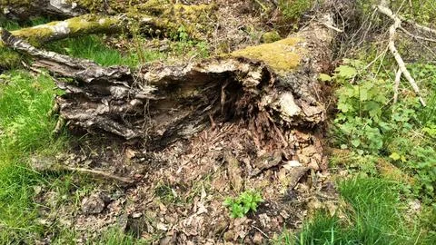 Old fallen tree in Drumpellier Park Glasgow Foto stock