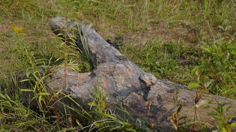 Old fallen tree Stock Footage 68610818