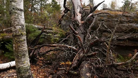 Old fallen tree Stock Footage 80938549