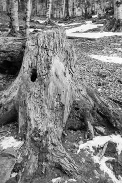 Old fallen tree in the forest 2 Foto stock