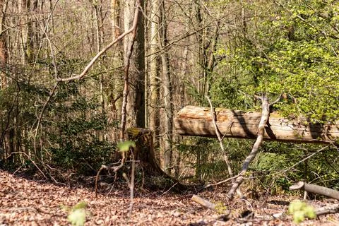 Old fallen tree in the forest and a stump near it Stock Photos