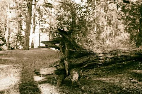 Old fallen tree in the forest. Black and white. Toned Stock Photos
