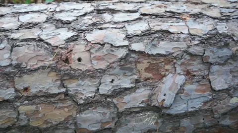 Old fallen tree in the forest Stock Footage 45159709