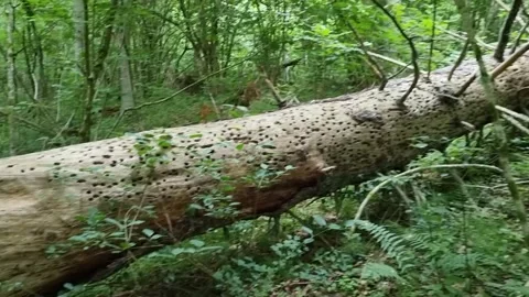 An old fallen tree in the forest, green ferns. Stock Footage 303562960