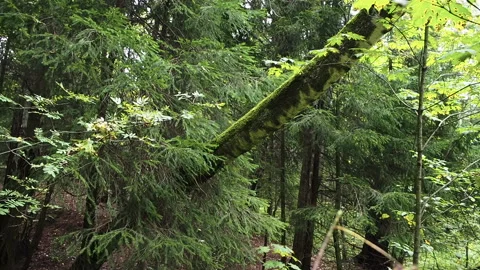 Old fallen tree in the forest overgrown with moss Stock Footage 138893808
