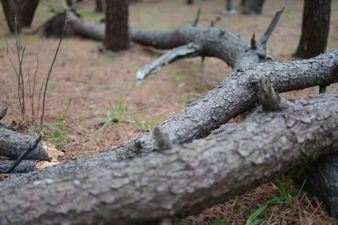 Old fallen tree in the forest Foto stock