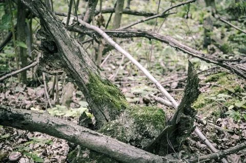 Old fallen tree in the forest. Selective focus. Toned. Stock Photos