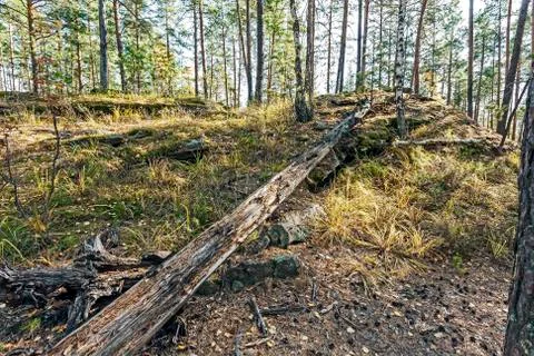 Old fallen tree in the forest, southern Urals Stock Photos