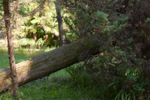 An old fallen tree on the grass Stock Photos