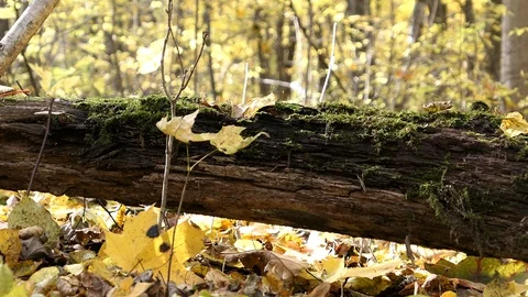 Old Fallen Tree On Ground Covered By Autumn Leaves In Sunny Day On Wind Panning  Stock Footage 117364734