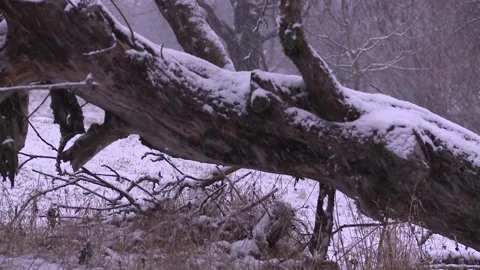 Old fallen tree  in heavy snowfall Stock Footage 320601687
