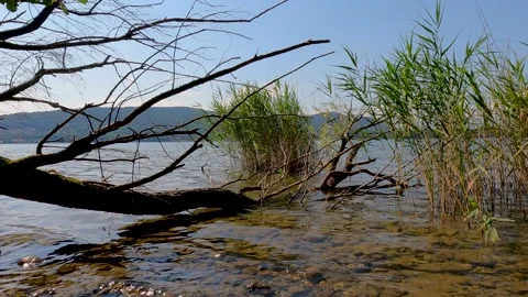 Old fallen tree by the lake Stock Footage 218614911