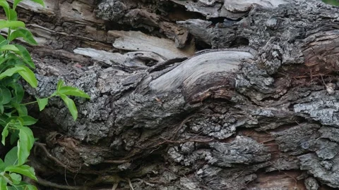 Old Fallen Tree Log with Fresh Green Plants Growing Stock Footage 326086724
